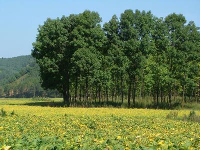 饶阳天气预报10天查询，末来十天天气