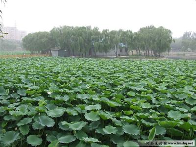 新郑天气预报10天查询，末来十天天气