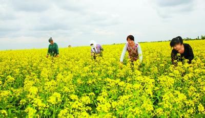 民乐天气预报10天查询，末来十天天气