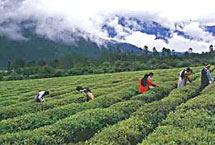 西藏易贡茶园生态旅游区天气