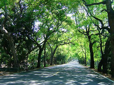 台湾绿色隧道