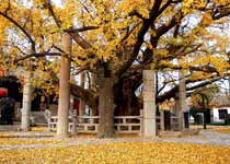 莒县浮来山风景区