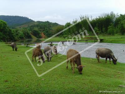 梧州大爽河生态旅游景区天气