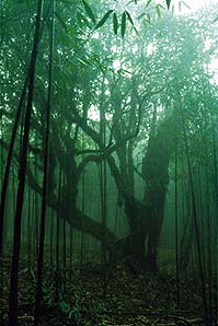 重庆金佛山天气