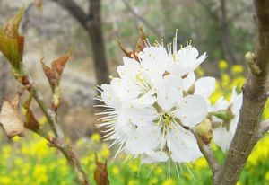 成都新津梨花溪